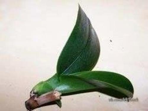 Как размножать орхидею фаленопсис. 04 Как размножать орхидею фаленопсис. 04