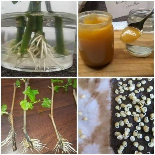 Стapый китайский рецепт: раствор, в котором любой черенок пустит первые корешки за 2 дня.

