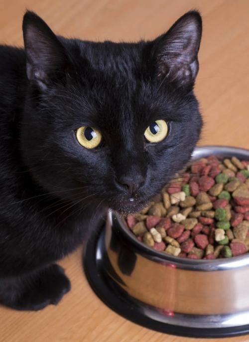 Учёные раскрыли причину, почему кошки часто не доедают привычный корм. 02