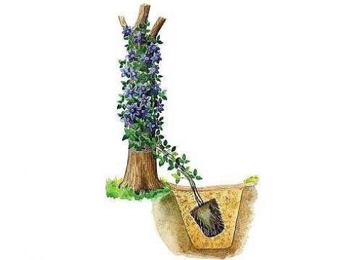 Что нужно знать о посадке клематиса. 01