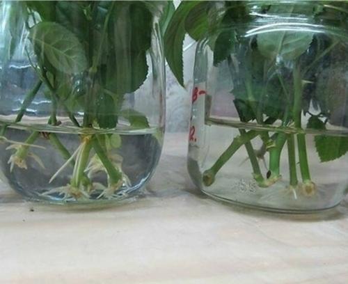 Натуральные стимуляторы образования корней.

