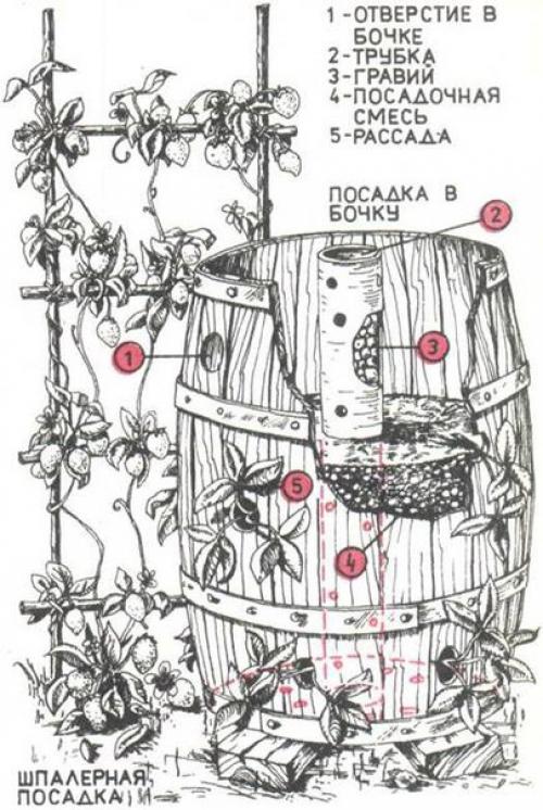 Клубника в бочке - красиво и вкусно. 02