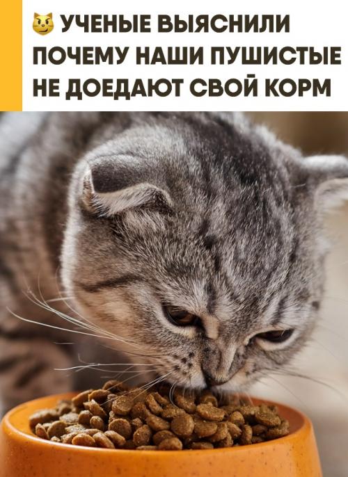 Учёные раскрыли причину, почему кошки часто не доедают привычный корм. 

