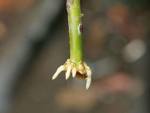 Супер - средство Тройчатка для проращивания роз. 01 Супер - средство Тройчатка для проращивания роз. 01