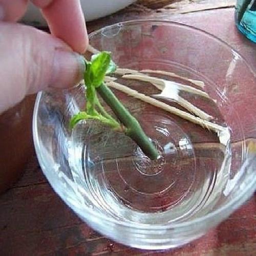 Супер - средство Тройчатка для проращивания роз. 02 Супер - средство Тройчатка для проращивания роз. 02