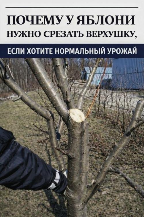 Почему нужно срезать верхушки у яблонь.

