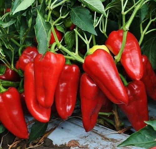 Kaк подкармливать перец для щедрого урожая.

