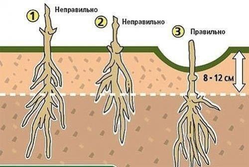 Что нужно знать о посадке клематиса. 03