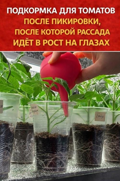 Подкормку для томатов после пикировки, которая помогает мне собирать урожай раньше соседей.

