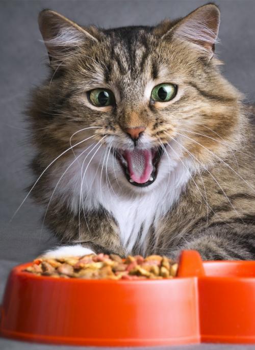Учёные раскрыли причину, почему кошки часто не доедают привычный корм. 01
