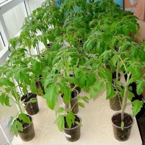 Совет по рассаде томатов.

