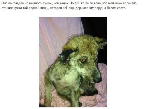 На асфальте лежала полуживая собака, скрывая под животом самое ценное сокровище. 02