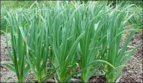 Как и чем удобрять чеснок? 02 Как и чем удобрять чеснок? 02