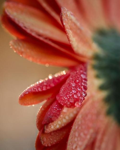 Цветочное вдохновение от фотографа Holly Awwad. 01