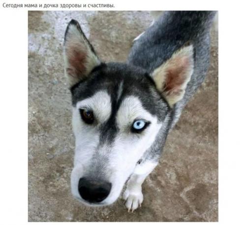 На асфальте лежала полуживая собака, скрывая под животом самое ценное сокровище. 08