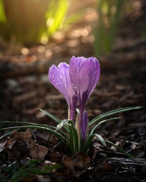 Цветочное вдохновение от фотографа Holly Awwad. 06