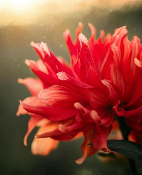 Цветочное вдохновение от фотографа Holly Awwad. 04