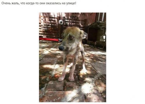 На асфальте лежала полуживая собака, скрывая под животом самое ценное сокровище. 05