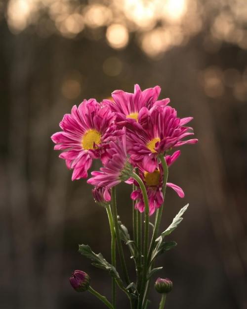 Цветочное вдохновение от фотографа Holly Awwad. 08