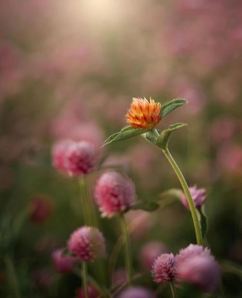 Цветочное вдохновение от фотографа Holly Awwad. 05