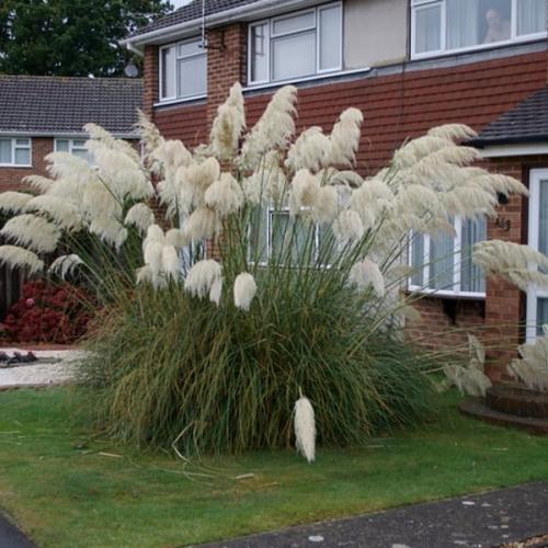 Пампасная трава. Кортадерия, или пампасная трава, на дачном участке смотрится великолепно. 01 Пампасная трава. Кортадерия, или пампасная трава, на дачном участке смотрится великолепно. 01