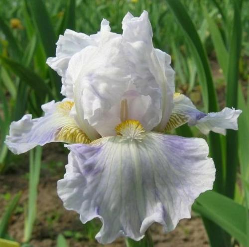Ирис германский рио - роскошный бородатый ирис с крупными цветами. 03