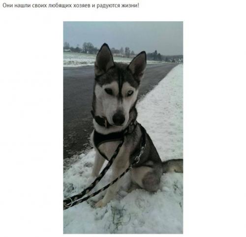 На асфальте лежала полуживая собака, скрывая под животом самое ценное сокровище. 09