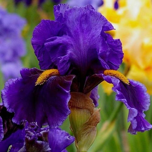 Ирис германский рио - роскошный бородатый ирис с крупными цветами. 01