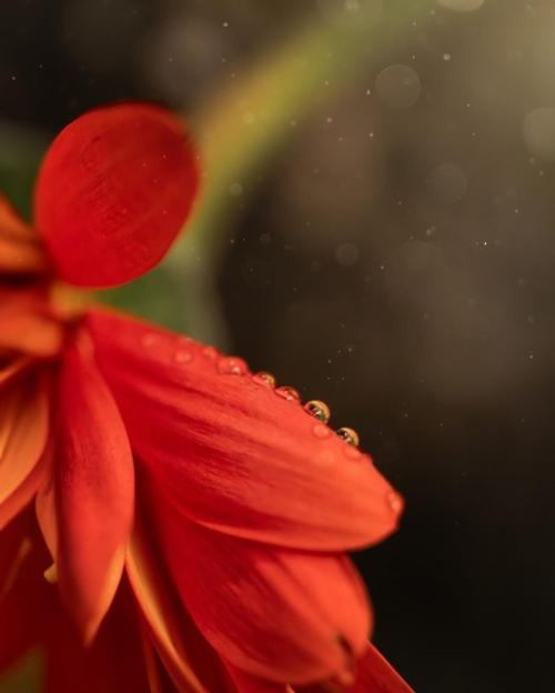 Цветочное вдохновение от фотографа Holly Awwad. 07