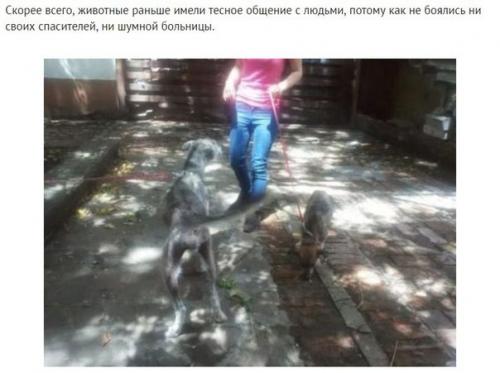 На асфальте лежала полуживая собака, скрывая под животом самое ценное сокровище. 04