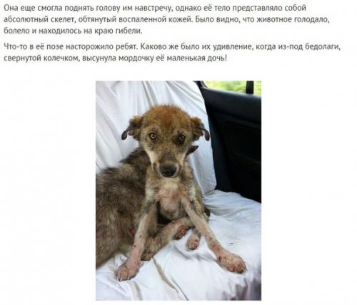 На асфальте лежала полуживая собака, скрывая под животом самое ценное сокровище. 01