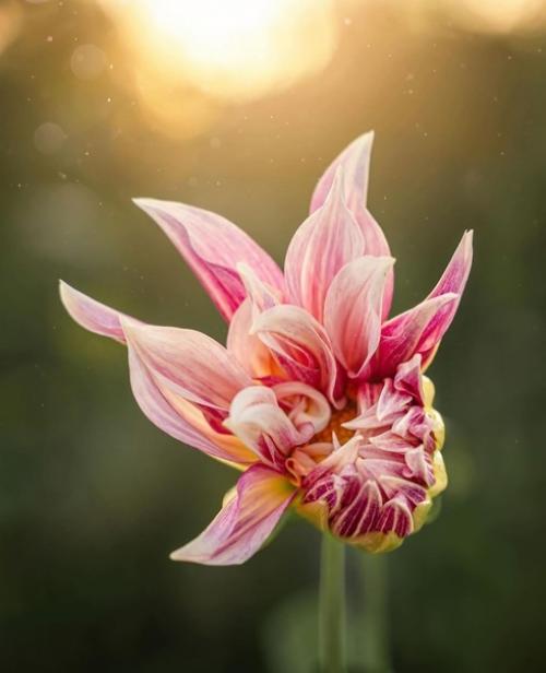 Цветочное вдохновение от фотографа Holly Awwad. 02