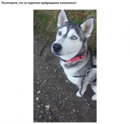 На асфальте лежала полуживая собака, скрывая под животом самое ценное сокровище. 07