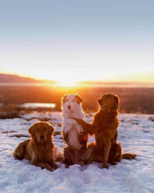 Три неразлучных друга, три братана - Bruno, Bruce и Baloo. 01