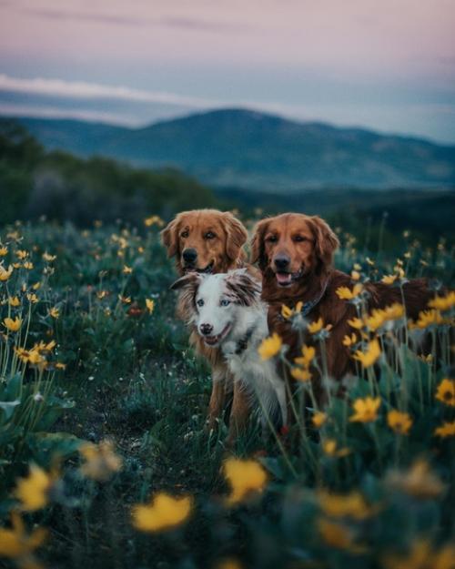 Три неразлучных друга, три братана - Bruno, Bruce и Baloo. 03