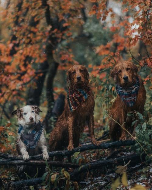 Три неразлучных друга, три братана - Bruno, Bruce и Baloo. 02