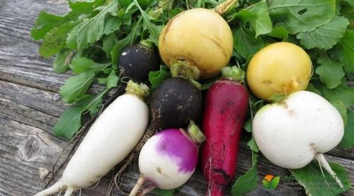 Репа - это ценное овощное растение, которое можно включать в рацион для поддержания здоровья и профилактики различных заболеваний. 01