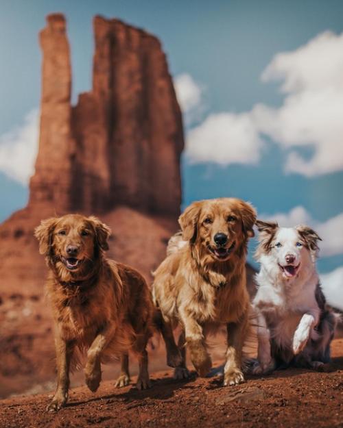 Три неразлучных друга, три братана - Bruno, Bruce и Baloo. 05