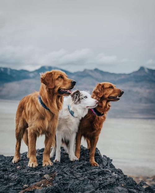 Три неразлучных друга, три братана - Bruno, Bruce и Baloo. 04