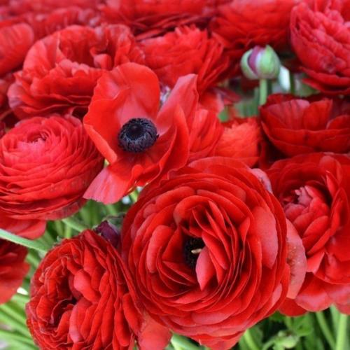 Ранункулус - цветы невест. 04