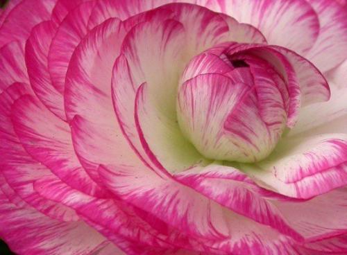 Ранункулус - цветы невест. 02