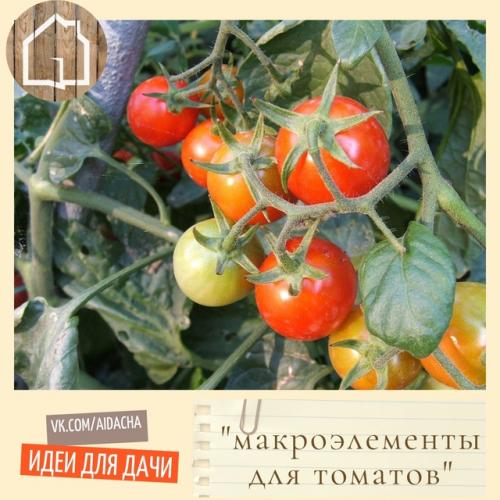 Какие макроэлементы важны для томатов и как распознать их нехватку? 
