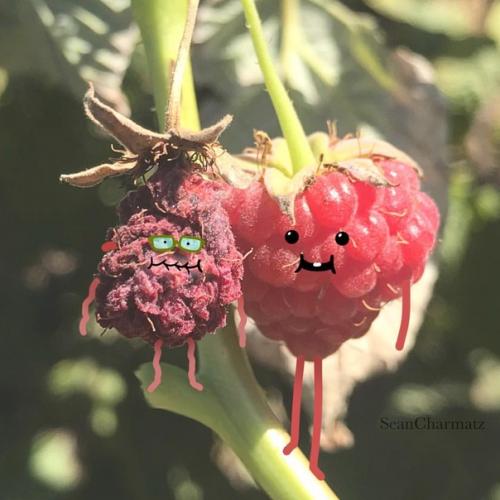 В случае если бы у фруктов и ягод были бабушки и дедушки. 02