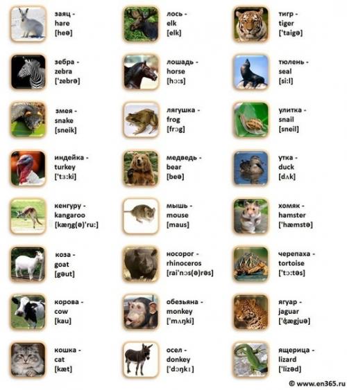 Картинка - слово - транскрипция - перевод. 03