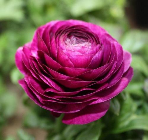 Ранункулус - цветы невест. 05