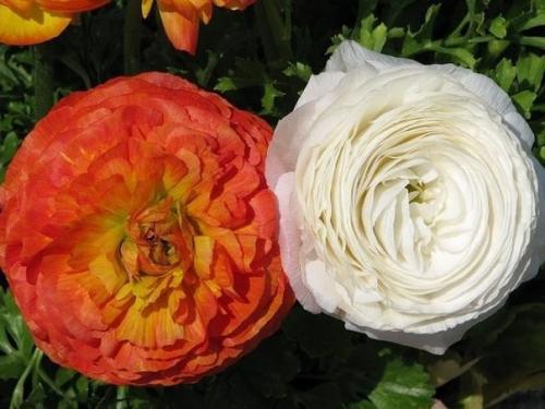 Ранункулус - цветы невест. 01