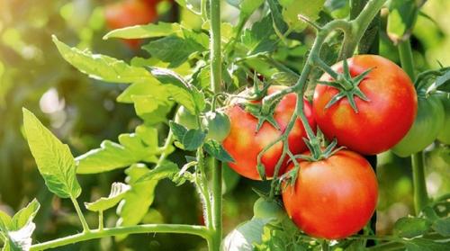 Какие макроэлементы важны для томатов и как распознать их нехватку? 01