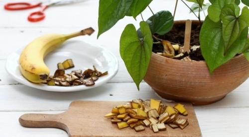 Банановая кожура - природное удобрение для огорода. 01