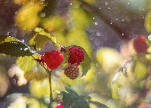 Уютные Ламповые снимки снятые на объектив Meyer - Optik Gorlitz Oreston 50mm f/1. 01