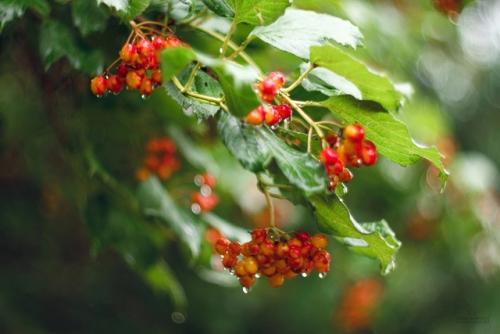 В моё окно стучится август, могучий гром и ливня шелест. 03